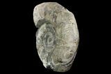 Ammonite In Septarian Nodule - Madagascar #124162-3